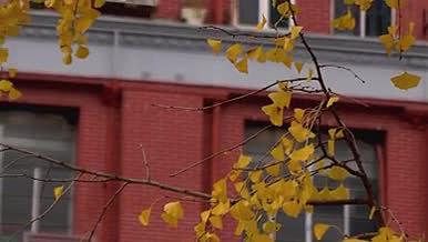 秋天红墙黄色银杏叶实拍视频的预览图